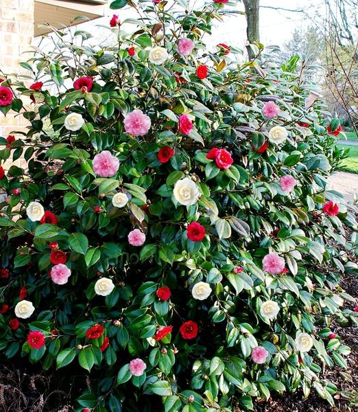 Camellia japonica 'Tricolor'